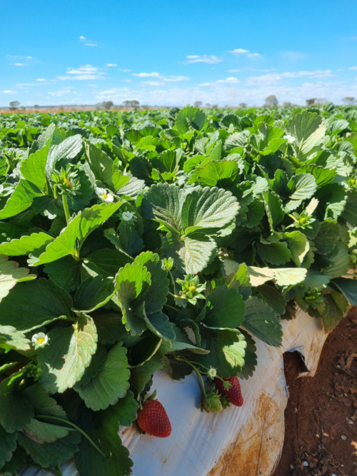 plantação de morangos de fornecedor da natfruit